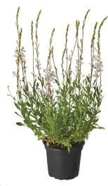 Lindheimers Prachtkaars (Gaura Lindheimeri 'Whirling Butterflies') D 17 H 35 Cm 3 Lindheimers Prachtkaars (Gaura Lindheimeri 'Whirling Butterflies') D 17 H 35 Cm