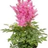 Pluimspirea (Astilbe Chinensis 'Younique Carmine') D 19 H 50 Cm 2 Pluimspirea (Astilbe Chinensis 'Younique Carmine') D 19 H 50 Cm -Tuin Planten Winkel 8717263689140