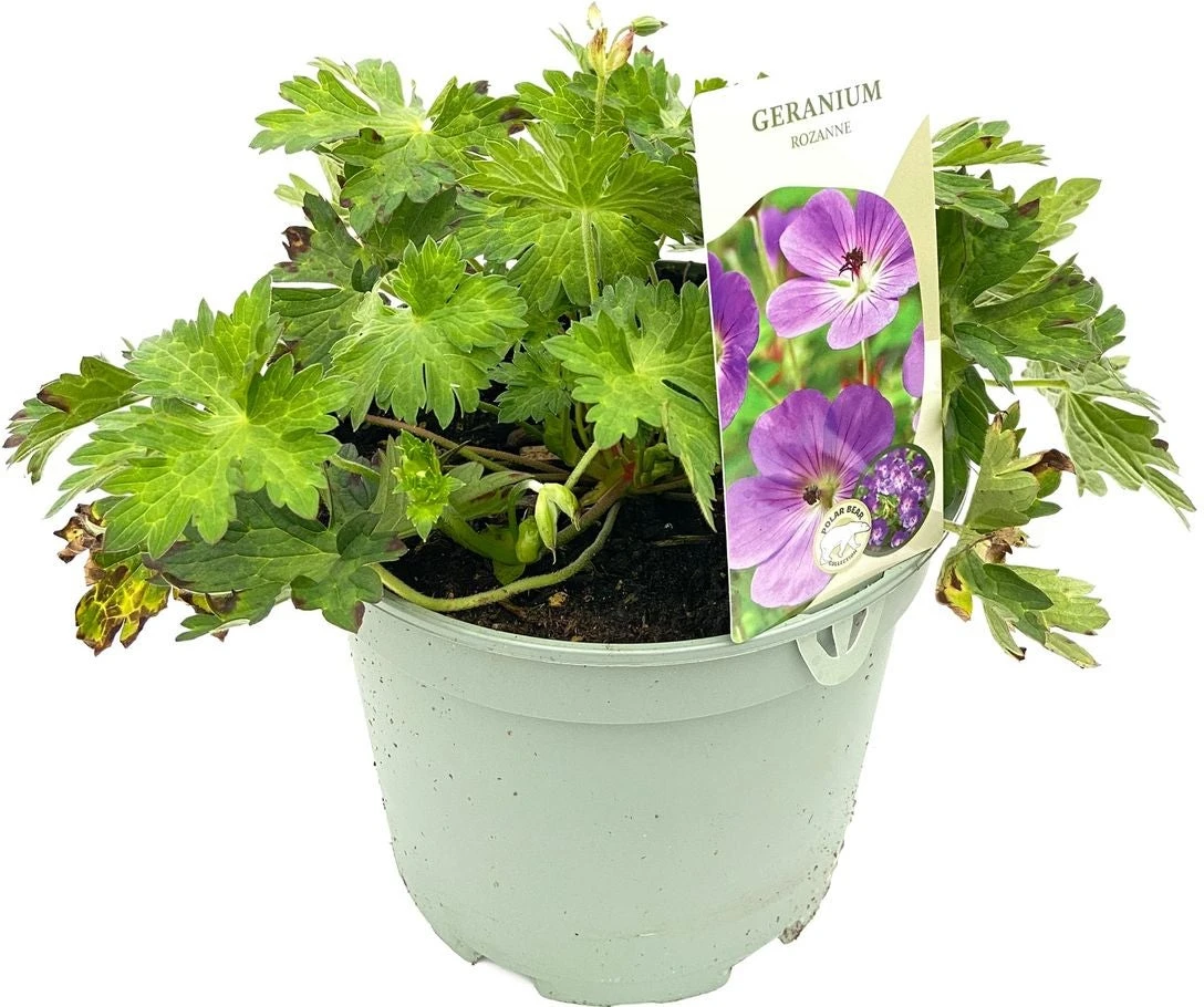 Ooievaarsbek (Geranium Sanguineum 'Rozanne') D 17 H 25 Cm 3 Ooievaarsbek (Geranium Sanguineum 'Rozanne') D 17 H 25 Cm