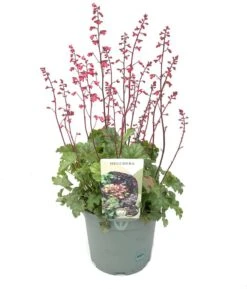 Purperklokje (Heuchera 'Paris') D 17 H 25 Cm 5 Purperklokje (Heuchera 'Paris') D 17 H 25 Cm -Tuin Planten Winkel 8717263689928 2