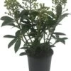 Skimmia (Skimmia Japonica 'Finchy') D 15 H 30 Cm -Tuin Planten Winkel 8717263701774 1