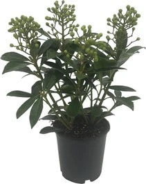 Skimmia (Skimmia Japonica 'Finchy') D 15 H 30 Cm