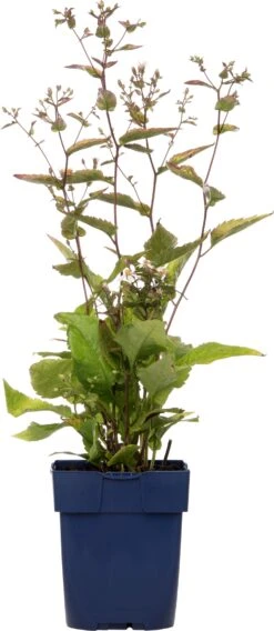 Aster (Aster Divaricatus) D 11 H 10 Cm