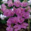 Ooievaarsbek (Geranium Cantabrigiense 'Cambridge') D 11 H 10 Cm -Tuin Planten Winkel 8717263710622