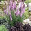 Lampenpoetser (Liatris Spicata) D 11 H 10 Cm -Tuin Planten Winkel 8717263710714