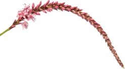 Duizendknoop (Persicaria Amplexicaulis 'Rosea') D 11 H 15 Cm 5 Duizendknoop (Persicaria Amplexicaulis 'Rosea') D 11 H 15 Cm -Tuin Planten Winkel 8717263710769 2 1