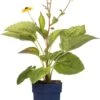 Zonnehoed (Rudbeckia Fulgida 'Goldsturm') D 11 H 10 Cm -Tuin Planten Winkel 8717263710790 2 1