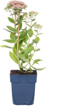 Vetkruid (Sedum 'Carl') D 11 H 10 Cm