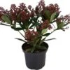 Skimmia (Skimmia Japonica 'Rubesta') D 15 H 25 Cm 2 Skimmia (Skimmia Japonica 'Rubesta') D 15 H 25 Cm -Tuin Planten Winkel 8717263732129 1
