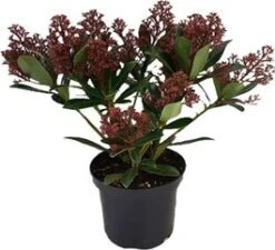 Skimmia (Skimmia Japonica 'Rubesta') D 15 H 25 Cm