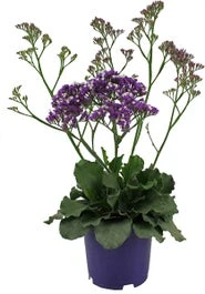 Lamsoor (Limonium 'Salt Lake') D 19 H 60 Cm 3 Lamsoor (Limonium 'Salt Lake') D 19 H 60 Cm