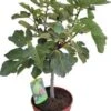 Vijg (Ficus Carica) D 25 H 60 Cm 2 Vijg (Ficus Carica) D 25 H 60 Cm -Tuin Planten Winkel 8717263736554 1