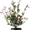 Glansmispel (Photinia X Fraseri 'Carré Rouge') D 23 H 60 Cm -Tuin Planten Winkel 8717263742968 0 1