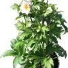 Herfstanemoon (Anemone Hybrida 'Elfin Swan') D 17 H 50 Cm -Tuin Planten Winkel 8717263750185