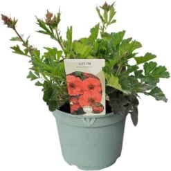 Nagelkruid (Geum 'Fiery Tempest') D 19 H 40 Cm