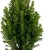 Dwergspar (Picea Glauca Conica 'December') D 15 H 50 Cm 1 Dwergspar (Picea Glauca Conica 'December') D 15 H 50 Cm -Tuin Planten Winkel 8717263760139 0 1 1