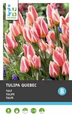 Intratuin Bloembollen Tulp (Tulipa 'Quebec') 10 Stuks