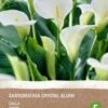 Intratuin Calla Knol (Zantedeschia 'Black Forrest') 2 Stuks -Tuin Planten Winkel 8717263786870 0 1