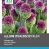 Intratuin Bloembollen Kogellook (Allium Sphaerocephalon) 100 Stuks -Tuin Planten Winkel 8717263786962