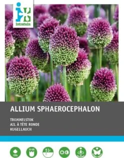 Intratuin Bloembollen Kogellook (Allium Sphaerocephalon) 100 Stuks -Tuin Planten Winkel 8717263786962 1 1