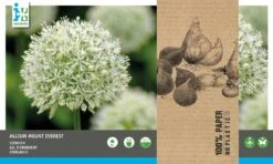 Intratuin Bloembollen Sierui (Allium 'Mount Everest') 3 Stuks -Tuin Planten Winkel 8717263786979 2