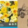 Intratuin Bloembollen Grootkronige Narcis (Narcissus) Geel, Wit 20 Stuks -Tuin Planten Winkel 8717263787044
