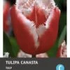 Intratuin Bloembollen Tulp (Tulipa 'Canasta') 10 Stuks -Tuin Planten Winkel 8717263787228