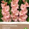 Intratuin Biologische Bloembollen Gladiool (Gladiolus Grandiflora) Roze 6 Stuks 2 Intratuin Biologische Bloembollen Gladiool (Gladiolus Grandiflora) Roze 6 Stuks -Tuin Planten Winkel 8717263787587