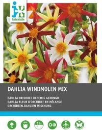 Intratuin Dahlia Knol (Dahlia 'Windmolen' Mix) 5 Stuks