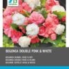 Intratuin Begonia Dubbelbloeiende Knol (Begonia) Roze Wit 6 Stuks -Tuin Planten Winkel 8717263787921