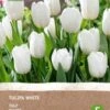 Intratuin Biologische Bloembollen Tulp (Tulipa) Wit 6 Stuks -Tuin Planten Winkel 8717263787983