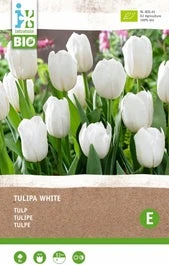 Intratuin Biologische Bloembollen Tulp (Tulipa) Wit 6 Stuks