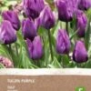 Intratuin Biologische Bloembollen Tulp (Tulipa) Donkerpaars 6 Stuks -Tuin Planten Winkel 8717263788003