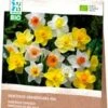 Intratuin Biologische Bloembollen Narcis (Narcissus Grandiflora) Gemengd 15 Stuks 2 Intratuin Biologische Bloembollen Narcis (Narcissus Grandiflora) Gemengd 15 Stuks -Tuin Planten Winkel 8717263788041
