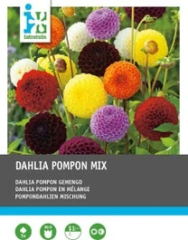 Intratuin Dahlia Knol (Dahlia Pompon) Gemengd 5 Stuks