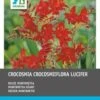 Intratuin Bloembollen Montebretia (Crocosmia 'Lucifer') Rood 25 Stuks -Tuin Planten Winkel 8717263788157
