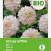 Intratuin Biologische Dahlia Knol (Dahlia 'Wittem') 2 Intratuin Biologische Dahlia Knol (Dahlia 'Wittem') -Tuin Planten Winkel 8717263788225
