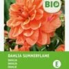 Intratuin Biologische Dahlia Knol (Dahlia 'Summerflame') -Tuin Planten Winkel 8717263788232
