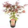 Japanse Esdoorn (Acer Palmatum 'Atropurpureum') D 19 H 40 Cm 2 Japanse Esdoorn (Acer Palmatum 'Atropurpureum') D 19 H 40 Cm -Tuin Planten Winkel 8718182410426 1
