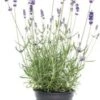 Biologische Lavendel (Lavandula X Intermedia 'Vera') D 13 H 20 Cm 1 Biologische Lavendel (Lavandula X Intermedia 'Vera') D 13 H 20 Cm -Tuin Planten Winkel 8718182673531