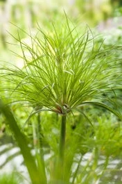 Papyrus Plant (Cyperus Percamenthus) D 18 H 30 Cm 3 Papyrus Plant (Cyperus Percamenthus) D 18 H 30 Cm