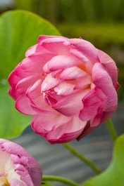 Rode Lotus (Nelumbo Red) D 9 H 30 Cm 3 Rode Lotus (Nelumbo Red) D 9 H 30 Cm