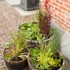 Mixmand 3 Soorten Waterplanten (Vinca Major Marie) -Tuin Planten Winkel 8718226850232