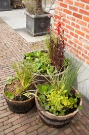 Mixmand 3 Soorten Waterplanten (Vinca Major Marie)