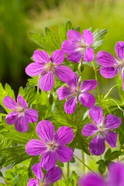 Ooievaarsbek (Geranium Palustis) D 9 H 20 Cm