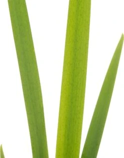 Lis (Iris 'Ann Chowing') D 9 H 20 Cm -Tuin Planten Winkel 8718226850294 2 2