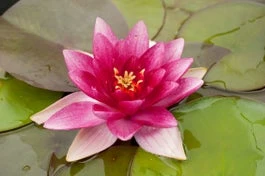 Waterlelie (Nymphaea 'Charles De Meurville') D 18 H 30 Cm 3 Waterlelie (Nymphaea 'Charles De Meurville') D 18 H 30 Cm