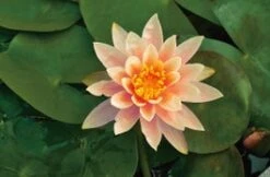 Waterlelie (Nymphaea 'Colorado' ) D 18 H 30 Cm