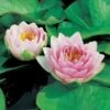 Waterlelie (Nymphaea 'Madame 'Wilfron Gonnère') D 18 H 30 Cm 1 Waterlelie (Nymphaea 'Madame 'Wilfron Gonnère') D 18 H 30 Cm -Tuin Planten Winkel 8718226850447