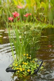 Mixmand Met Drijfring (Achillea Ptarmica)